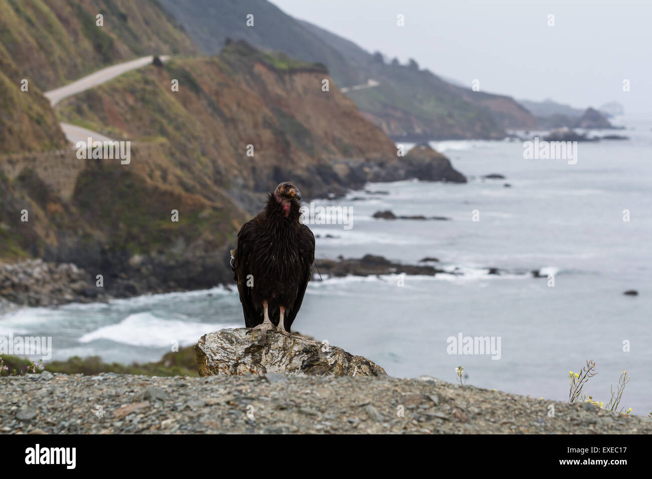 a wild California condor with a classic coastal scene in Big Sur