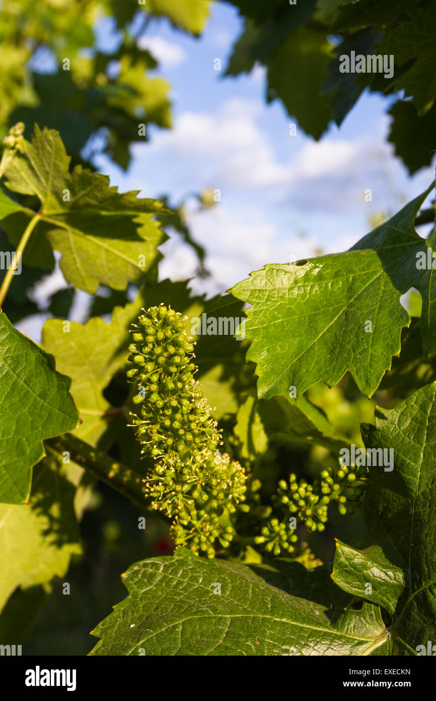 close up of small grapes early springtime in Napa Valley Stock Photo
