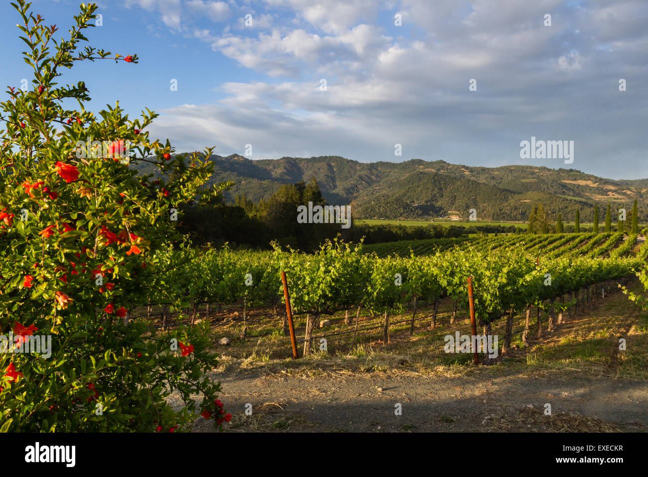 Napa valley landscape, with rows of healthy green grape vines Stock Photo