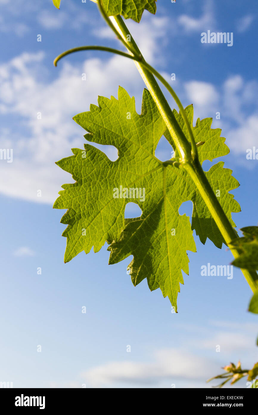 close up of a grape leaf growing tall with the sky on the background Stock Photo