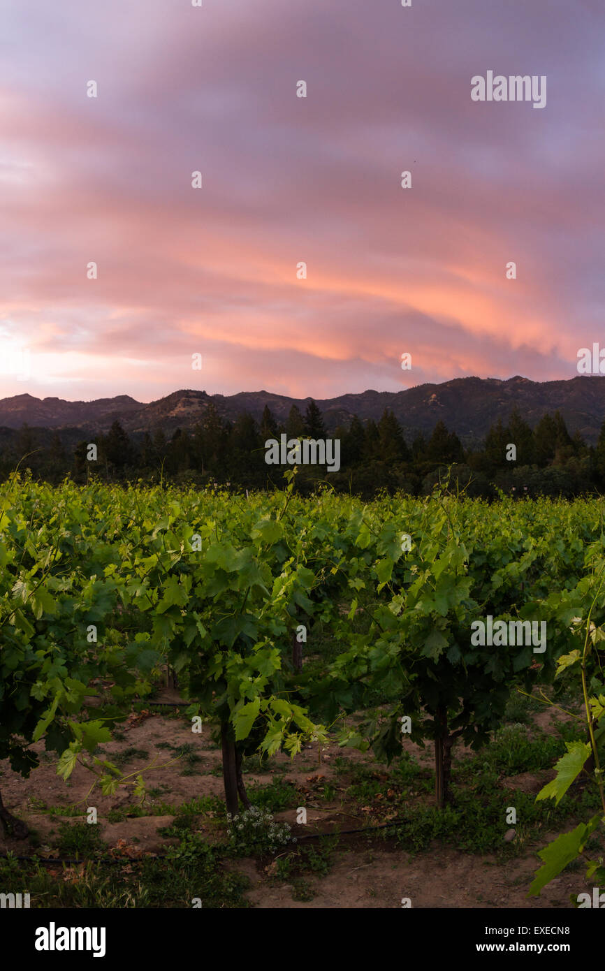 Napa valley landscape, with rows of healthy green grape vines at sunset Stock Photo