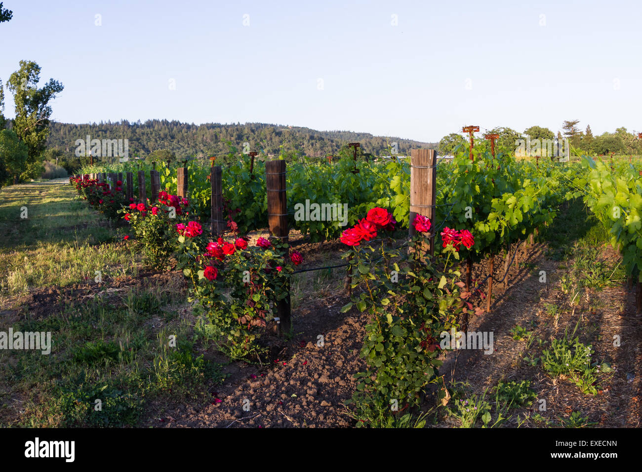vineyard in Napa Valley California, with red roses at the beginning and