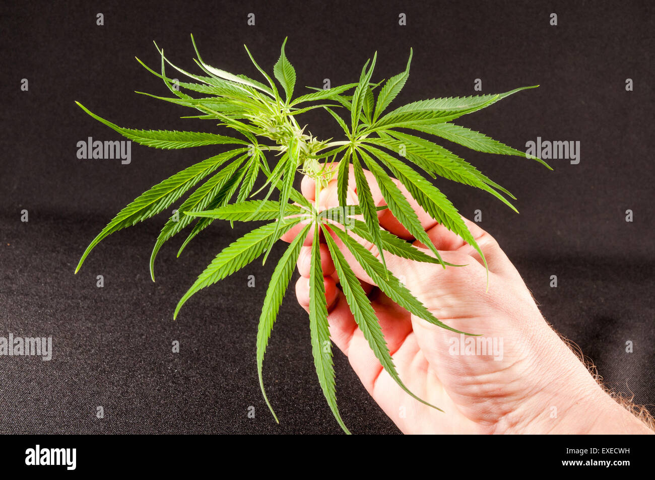 Close up of hemp buds Stock Photo Alamy
