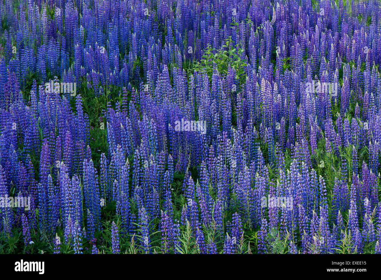 Field full of lupine flowers, viewed from above Stock Photo
