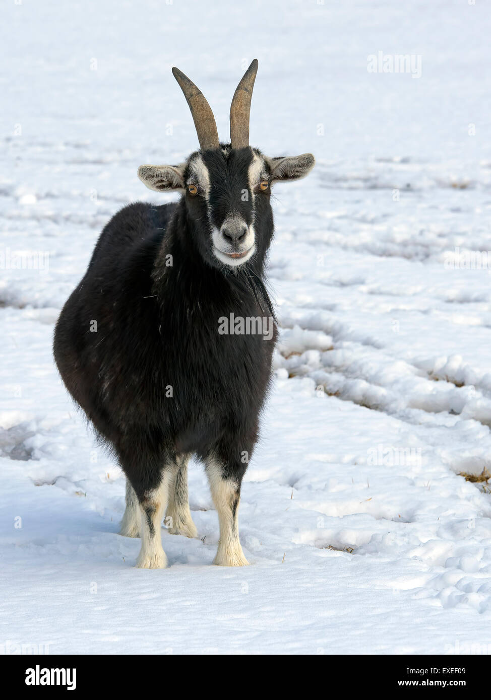A Black Goat standing in the snow. Stock Photo