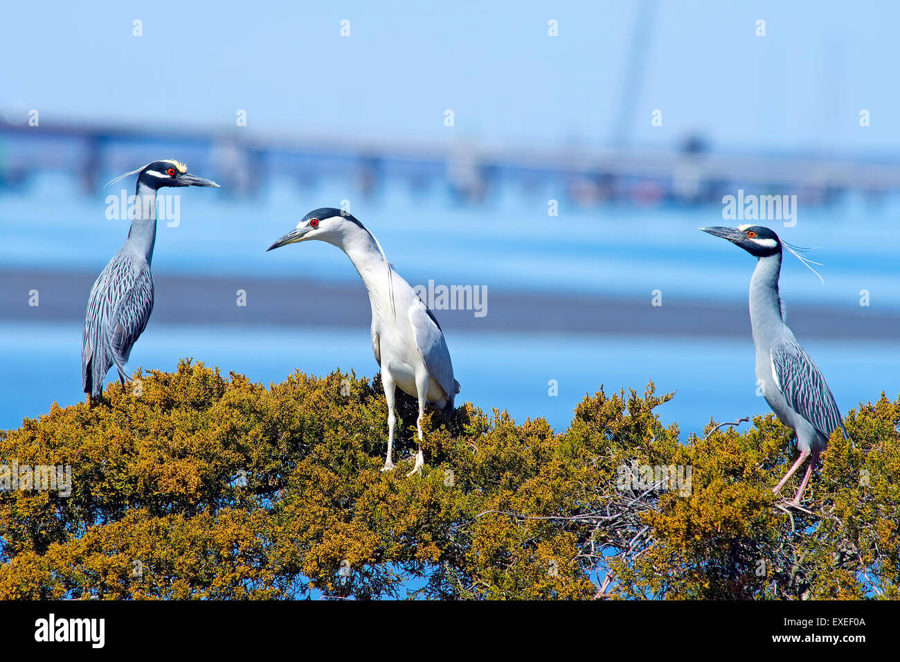 Two Yellow-crowned Night Herons and One Black-crowned Night Heron sitting in tree together. Stock Photo