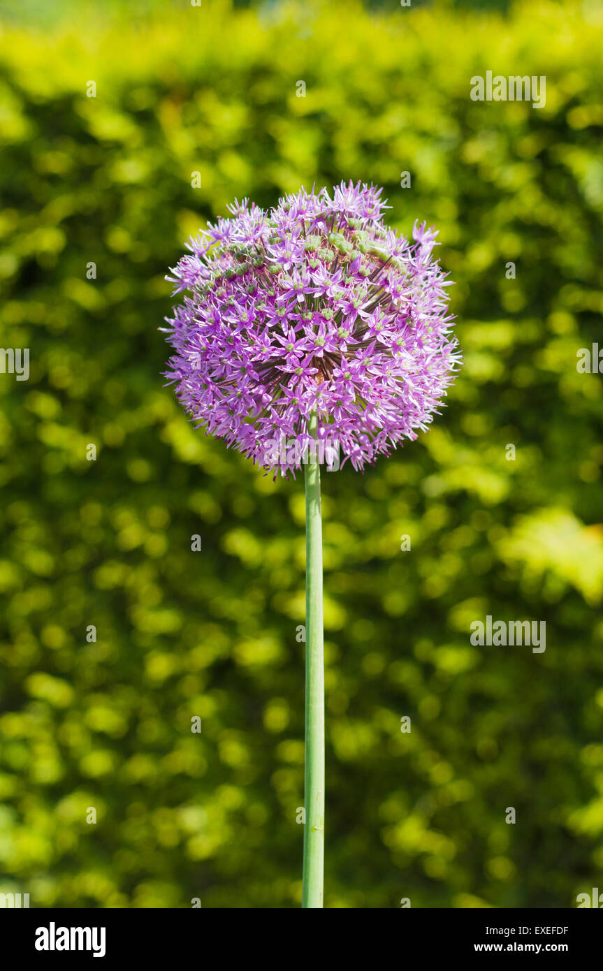 Inflorescence of giant onion (Allium Giganteum) against bright background Stock Photo