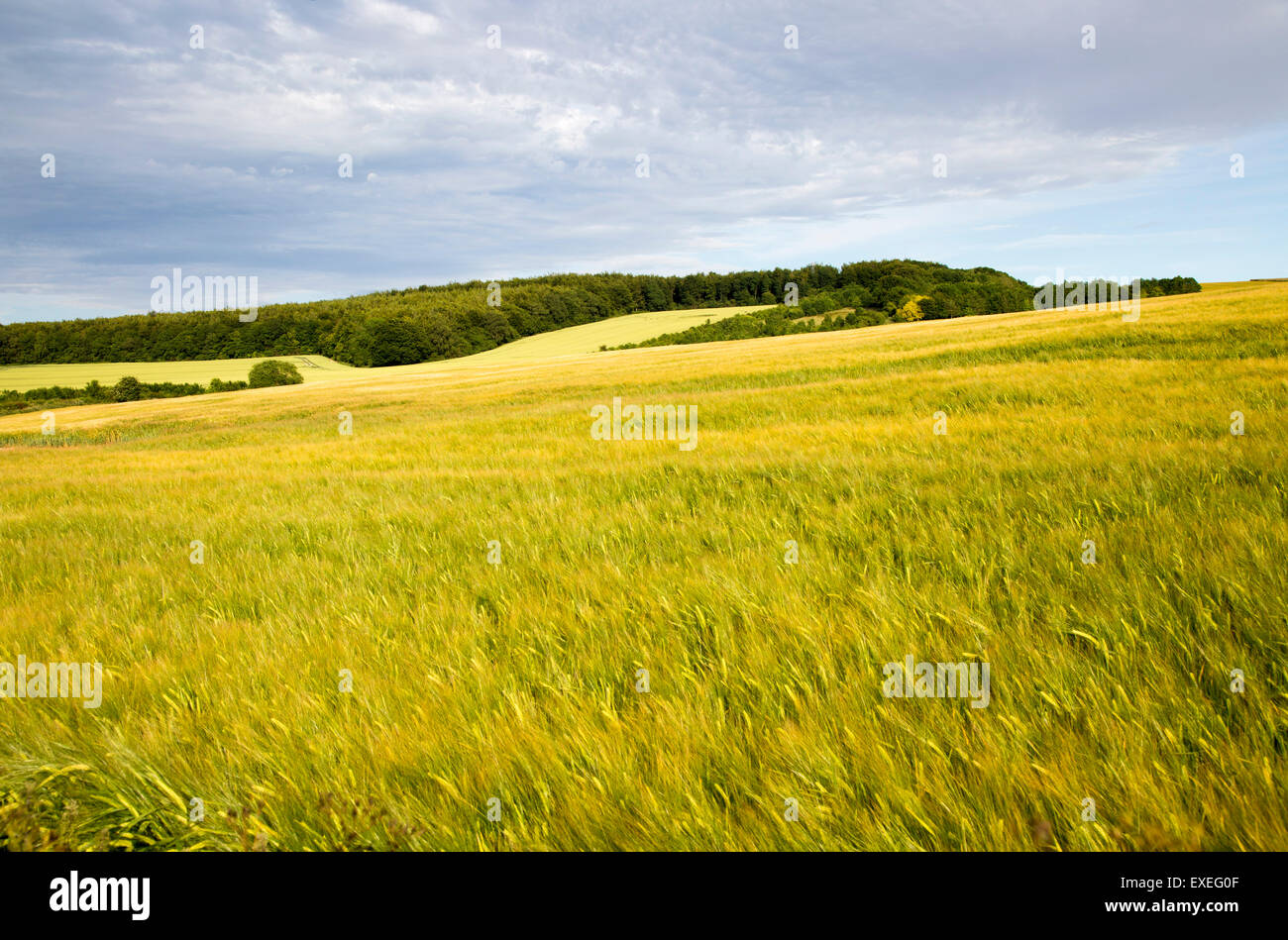 Chalk summer landscape with barley growing hillside, near Lockeridge, Wiltshire, England, UK Stock Photo