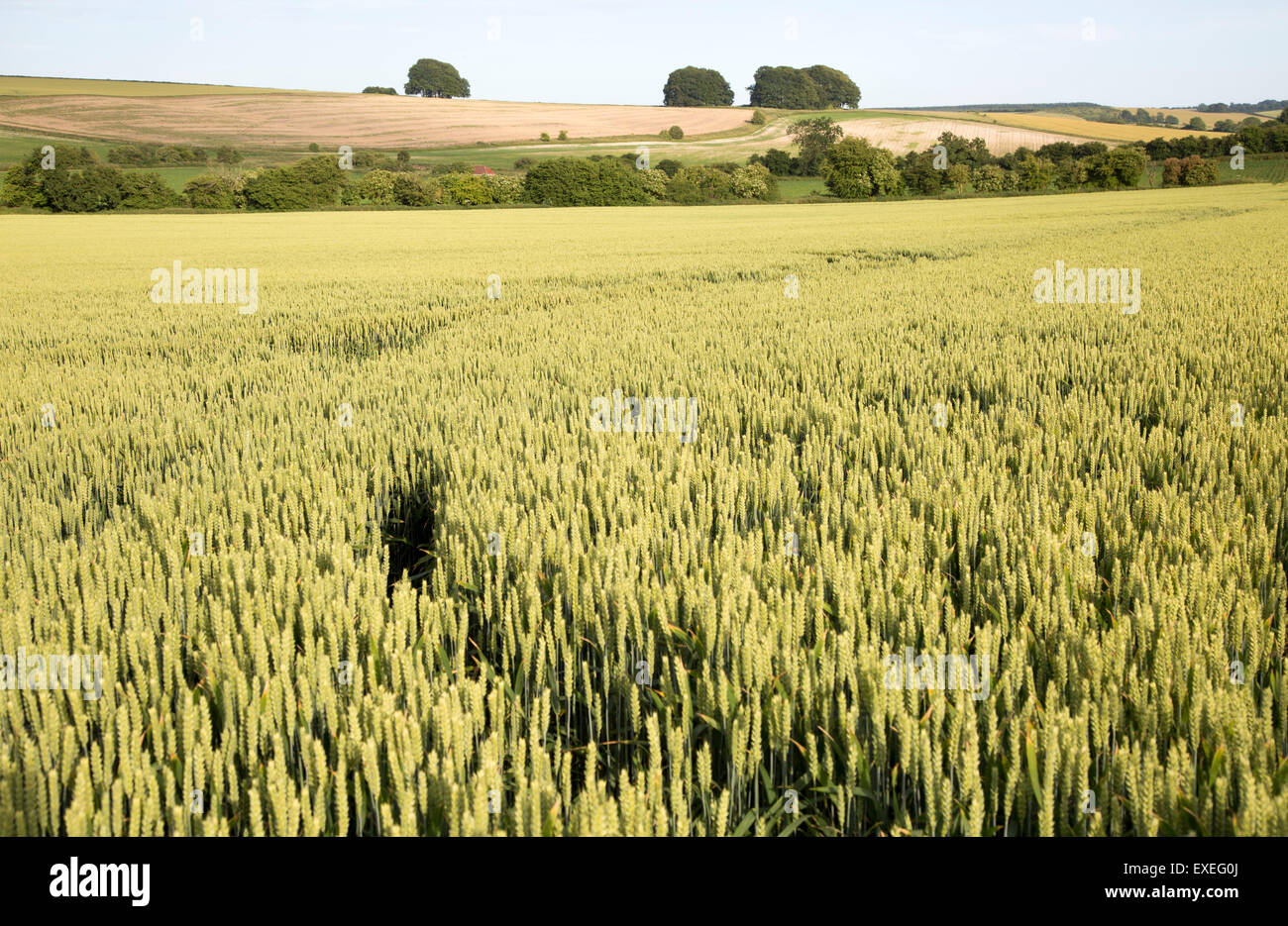 Chalk summer landscape with barley growing hillside, Avebury Down, West Kennet, Wiltshire, England, UK Stock Photo