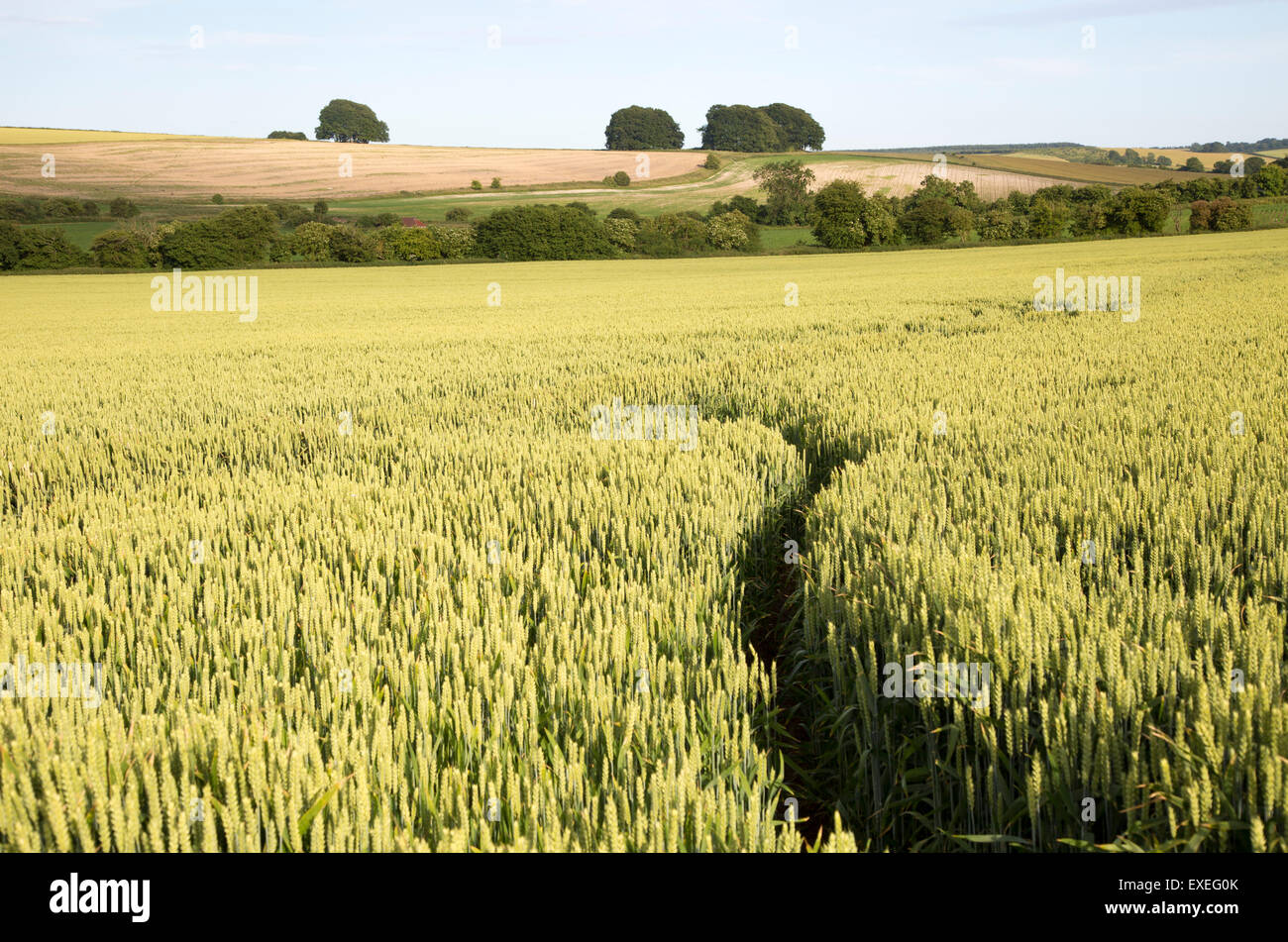 Chalk summer landscape with barley growing hillside, Avebury Down, West Kennet, Wiltshire, England, UK Stock Photo