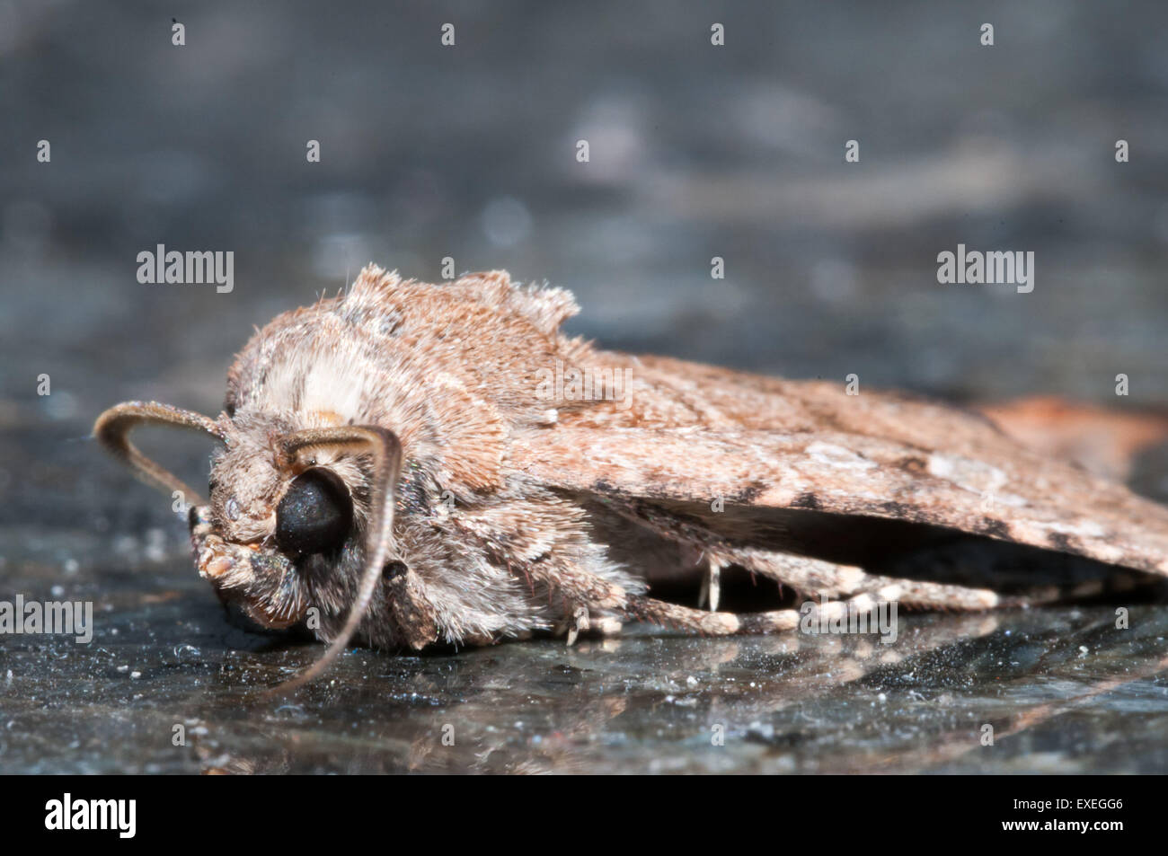 Night Insect Brown Moth Stock Photo