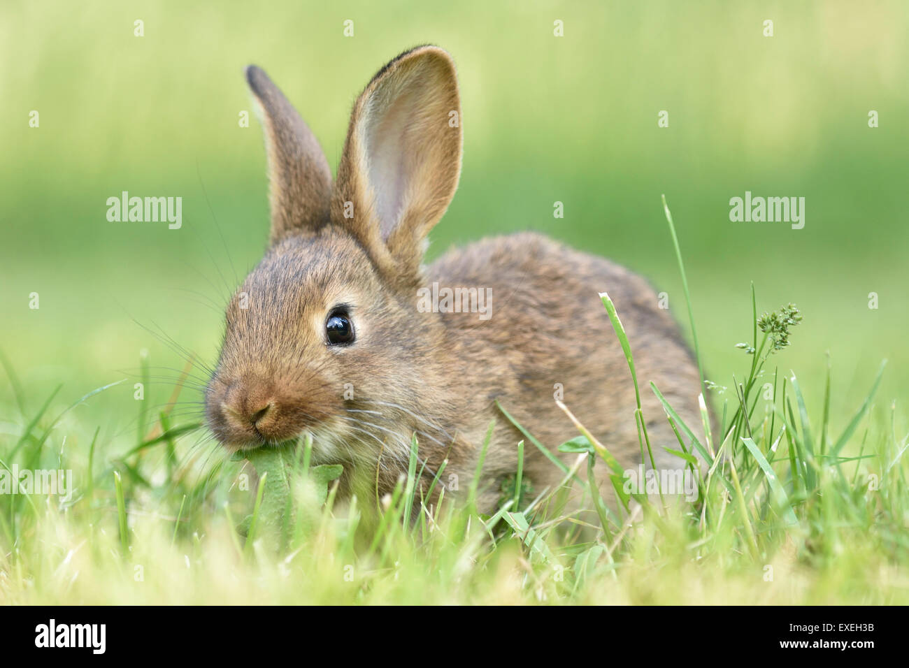 Rabbit, domestic, mixed breed with German Giant, feeding in a meadow ...