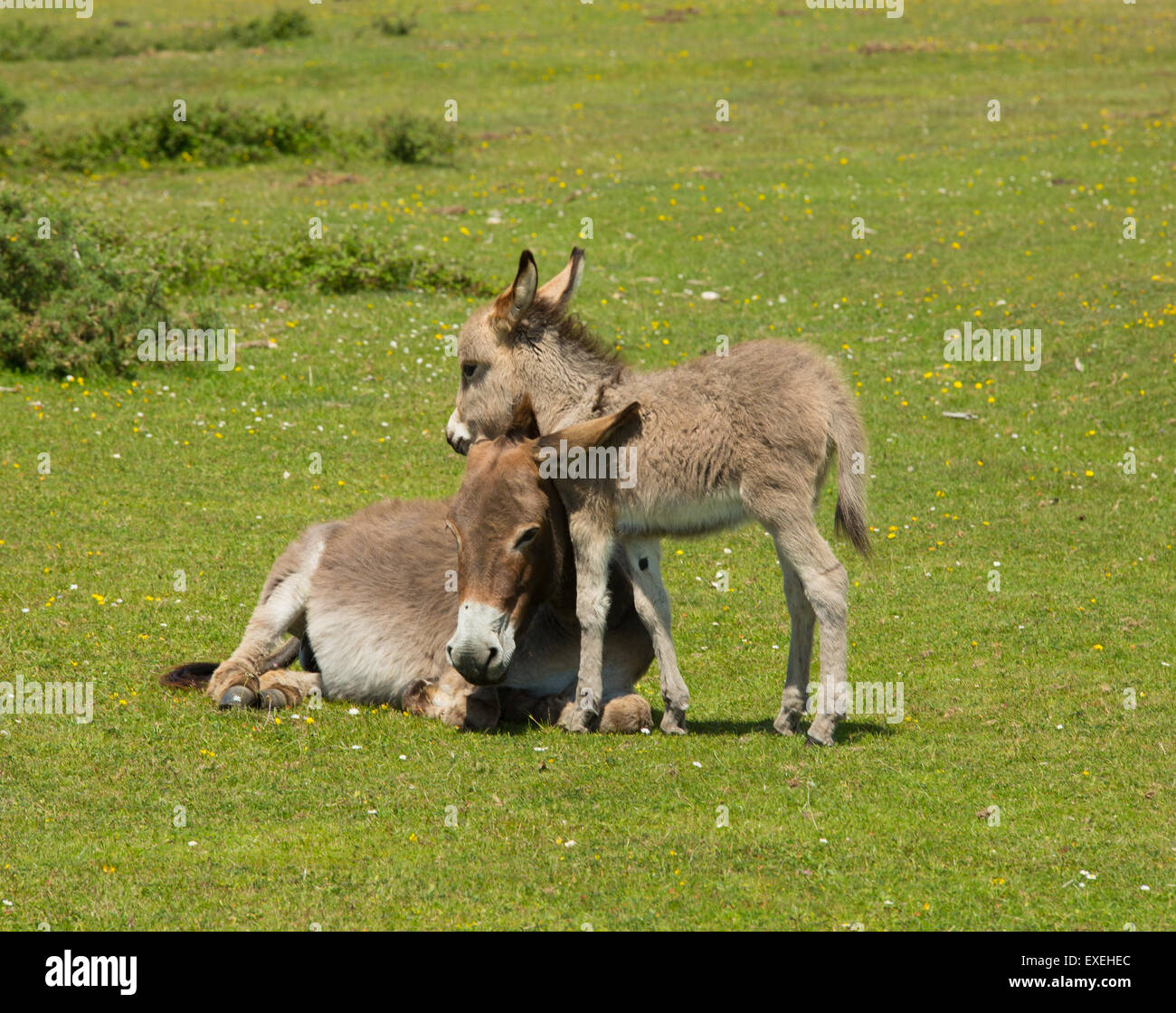 Mother and baby donkey showing love and affection in the New Forest Hampshire England UK cuddling in the summer sunshine Stock Photo