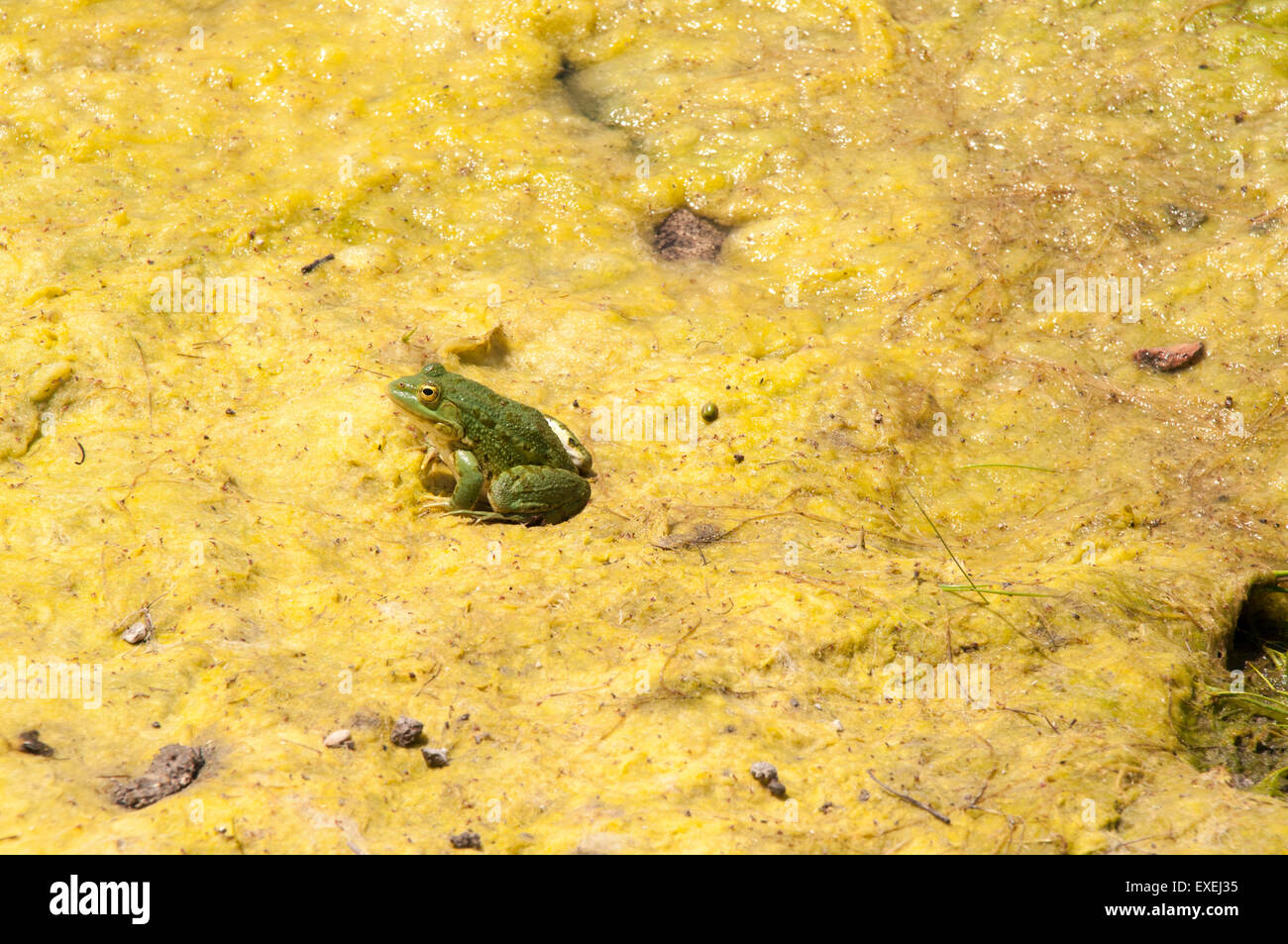 Marsh Frogs are very common in Eurasian wetlands like here in Miletus in Western Turkey.  Ein Seefrosch in der West-Türkei. Stock Photo