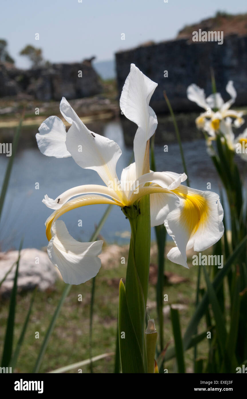 Iris growing in the ruins of Miletus in Western Turkey.  Schwertlilien blühen in den Ruinen von Milet im Südwesten der Türkei. Stock Photo