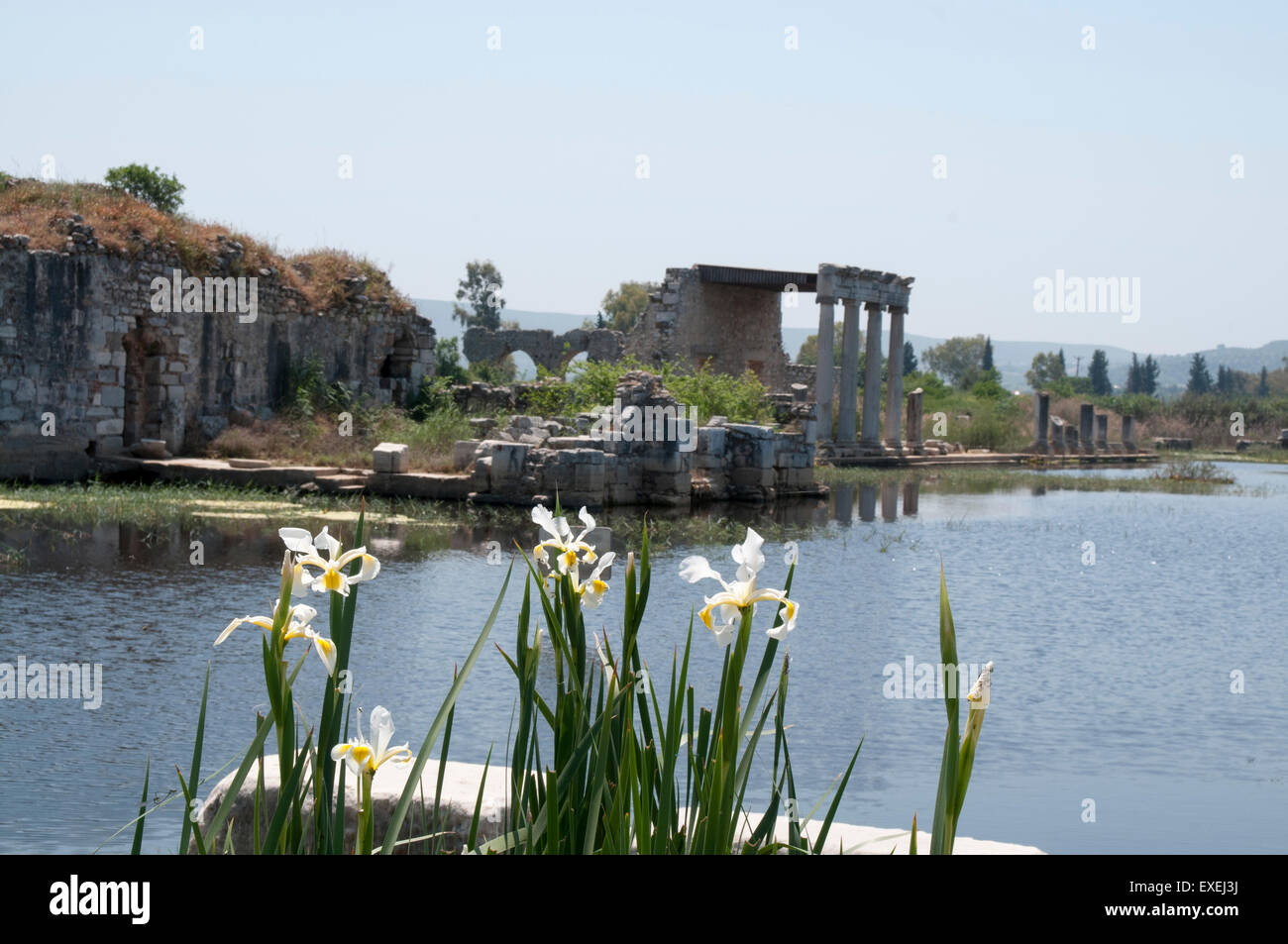 Iris growing in the ruins of Miletus in Western Turkey.  Schwertlilien blühen in den Ruinen von Milet im Südwesten der Türkei. Stock Photo