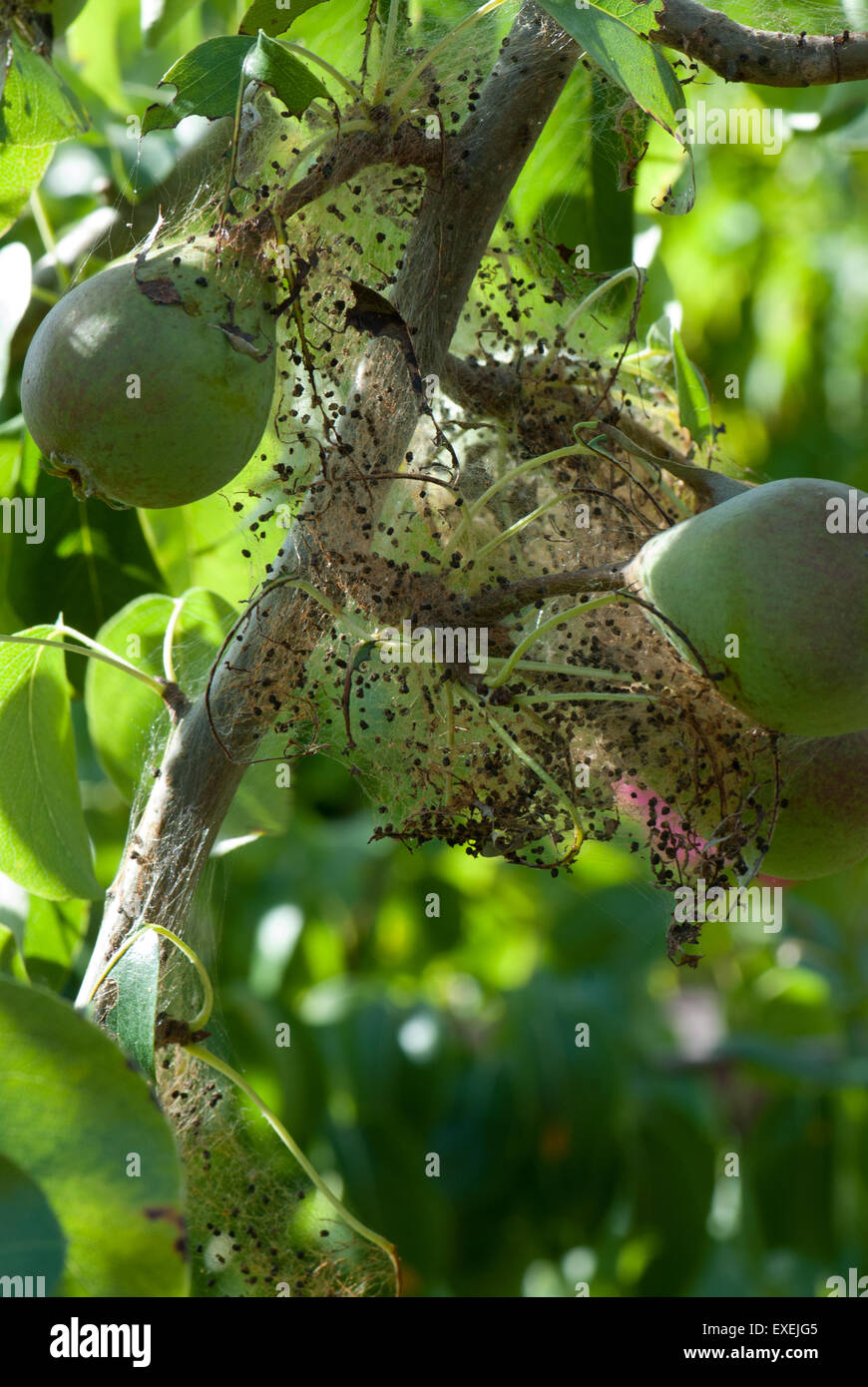 Social pear sawfly Stock Photo