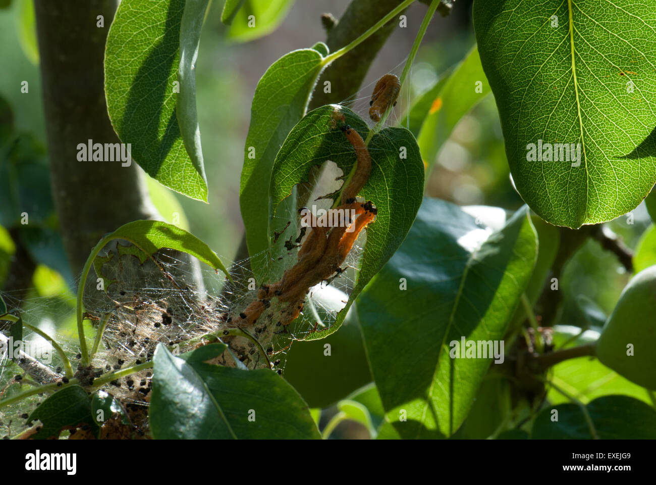 Social pear sawfly Stock Photo