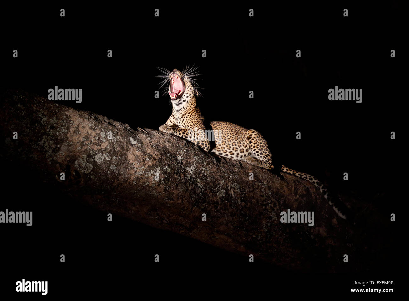 A young female leopard resting in a tree on a bigger branch at night ...