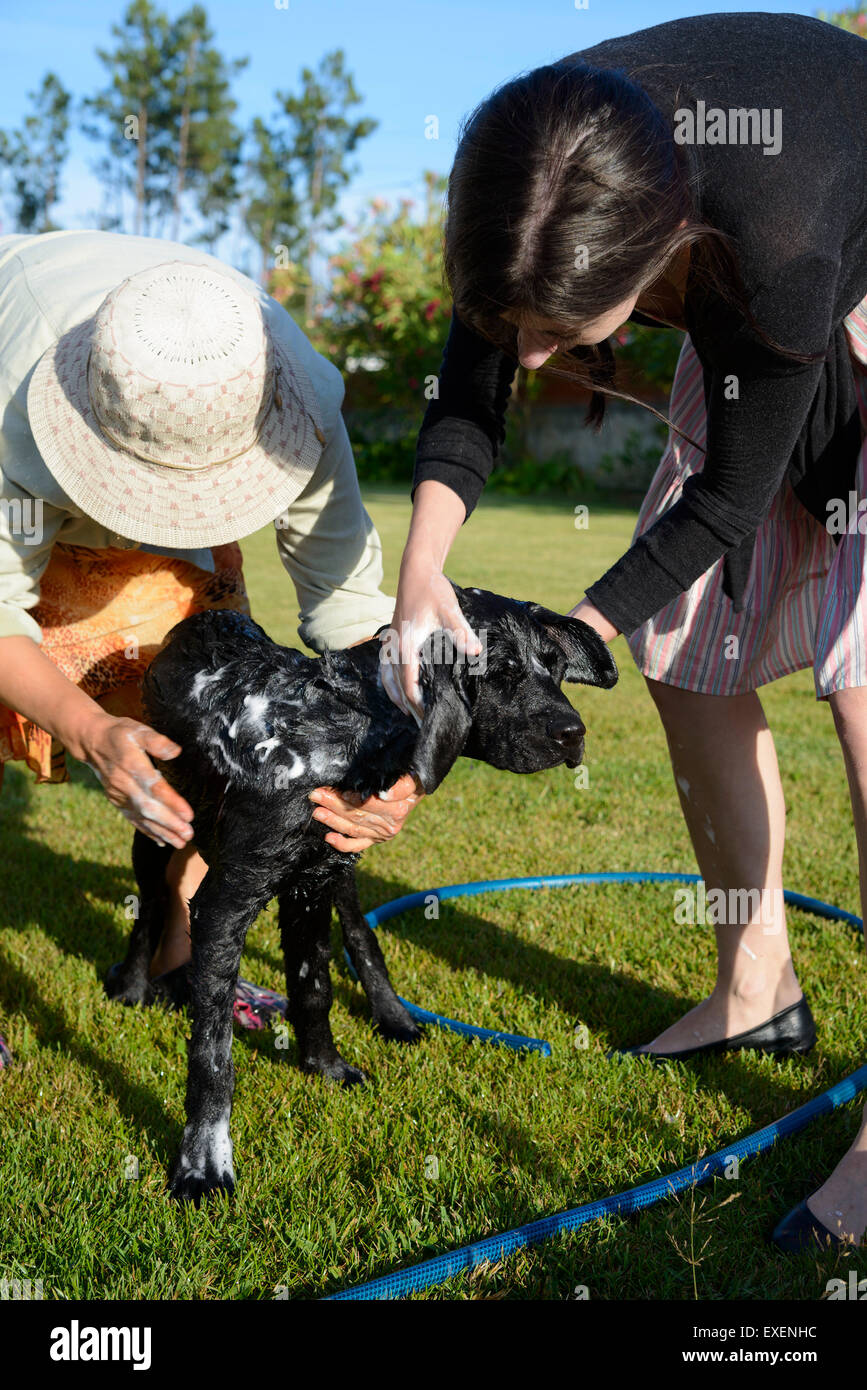 2 black labrador young hires stock photography and images Alamy