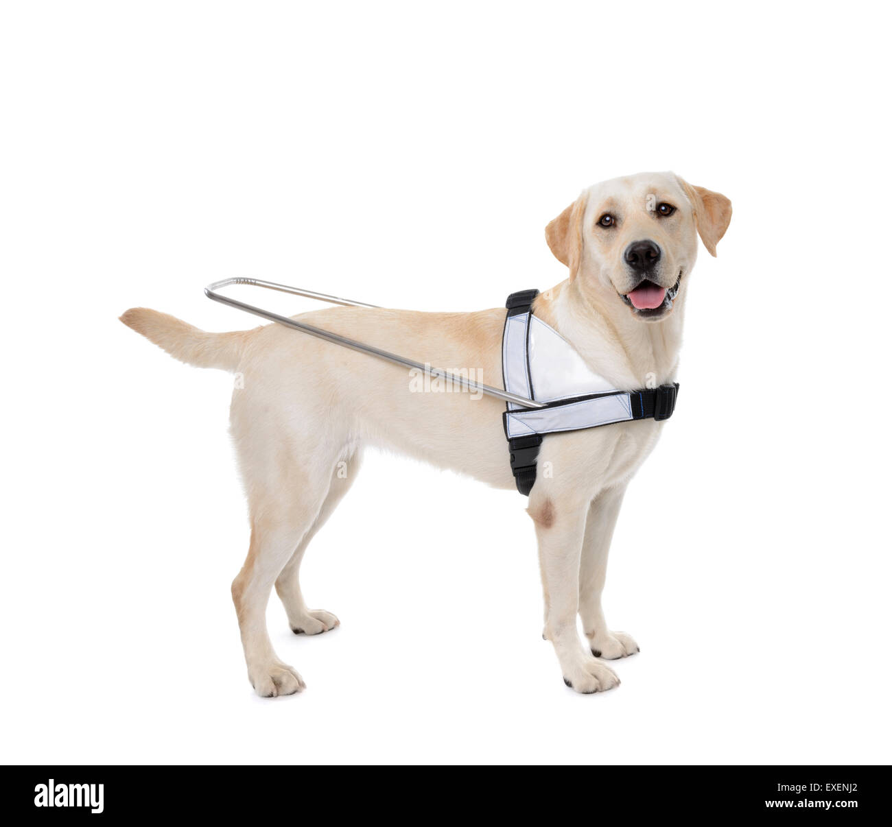 how much does a guide dog for the blind cost