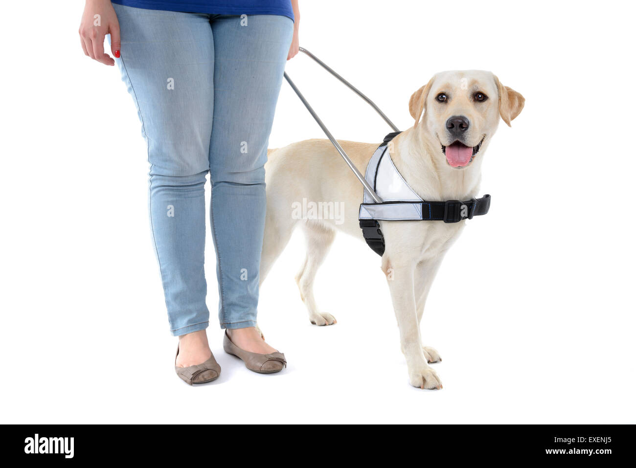 Person standing next to a guide dog for the blind cut out isolated on white background Stock Photo