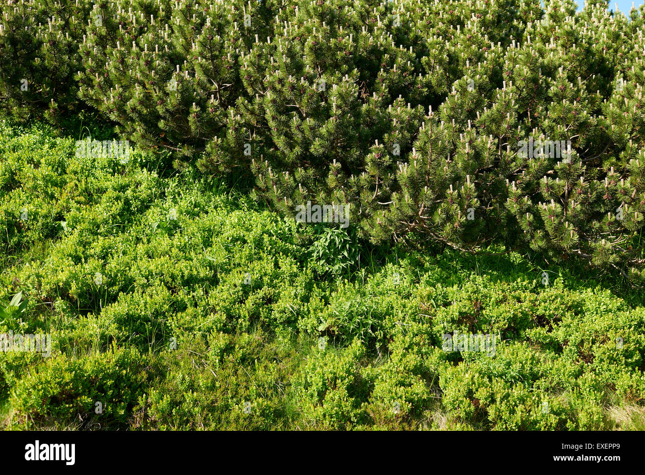 Dwarf Mountain Pine (Pinus mugo) trees growing in coniferous forest habitat Giant Mountains, Krkonose Stock Photo