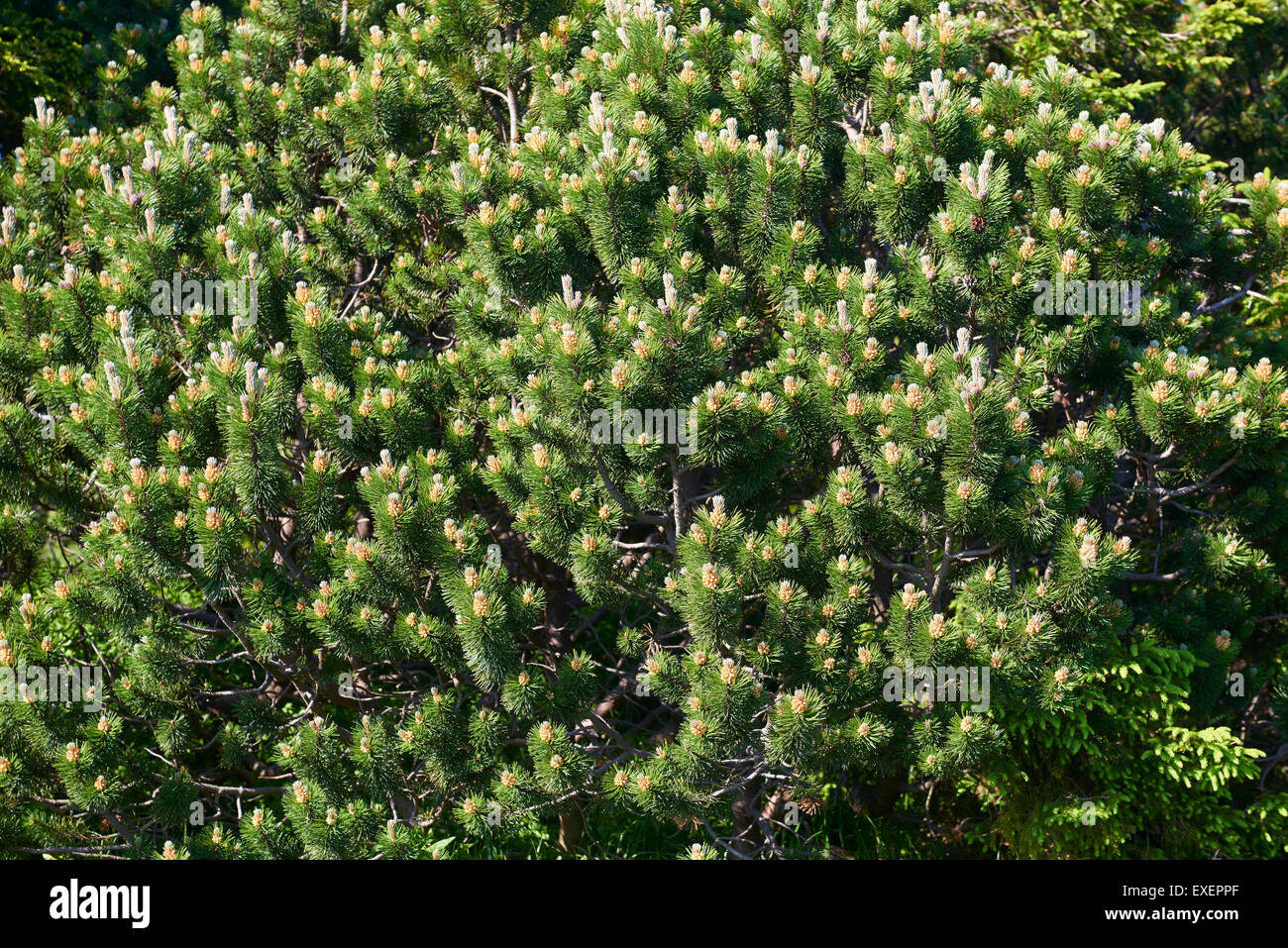 Dwarf Mountain Pine (Pinus mugo) trees growing in coniferous forest habitat Giant Mountains, Krkonose Stock Photo