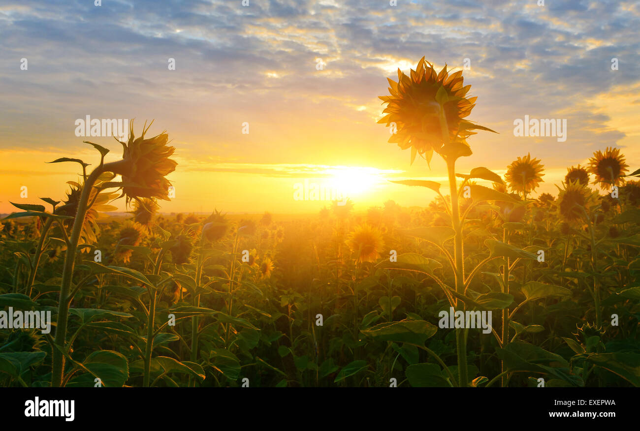 Sunflower Field Sunrise Sunflowers High Resolution Stock Photography ...