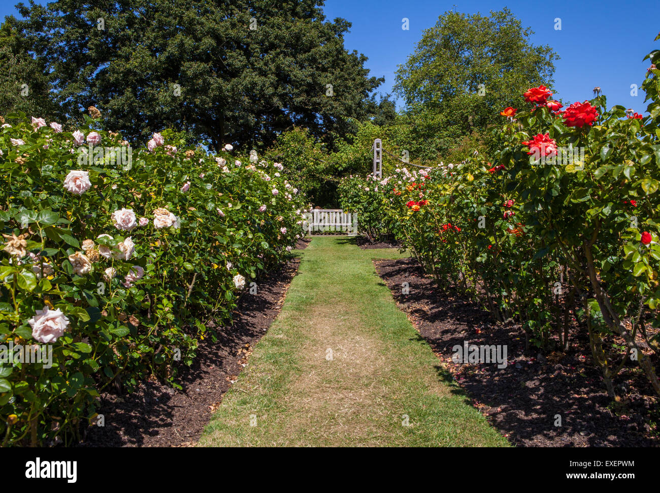 A beautiful view in Queen Marys Gardens in Regents Park, London. Stock Photo