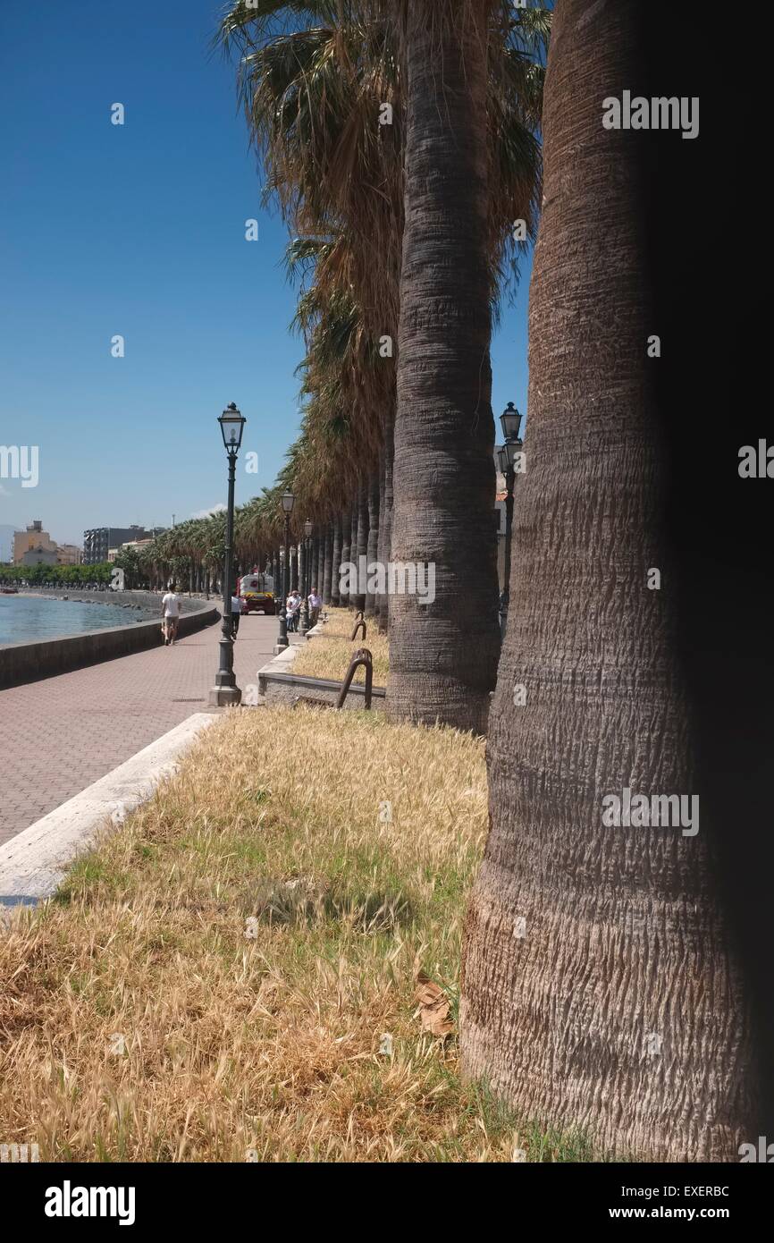 Mature palm trees along the waterfront promenade of the old town of