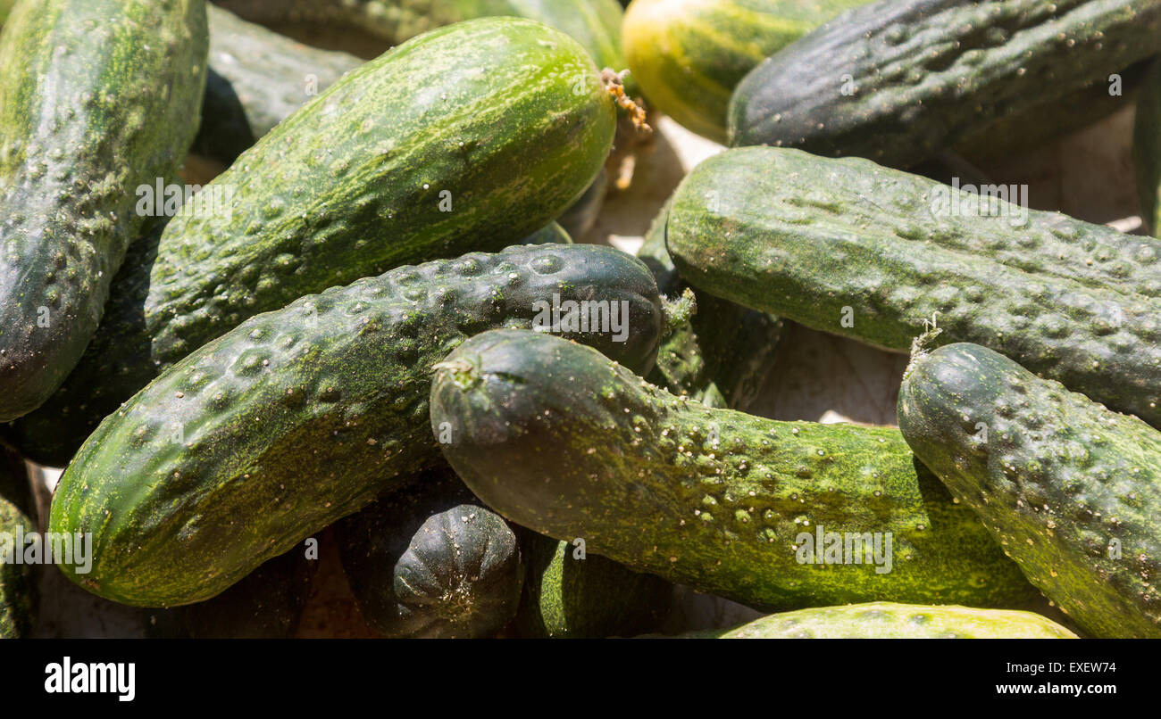 Cucumbers cucumis sativus hi-res stock photography and images - Alamy