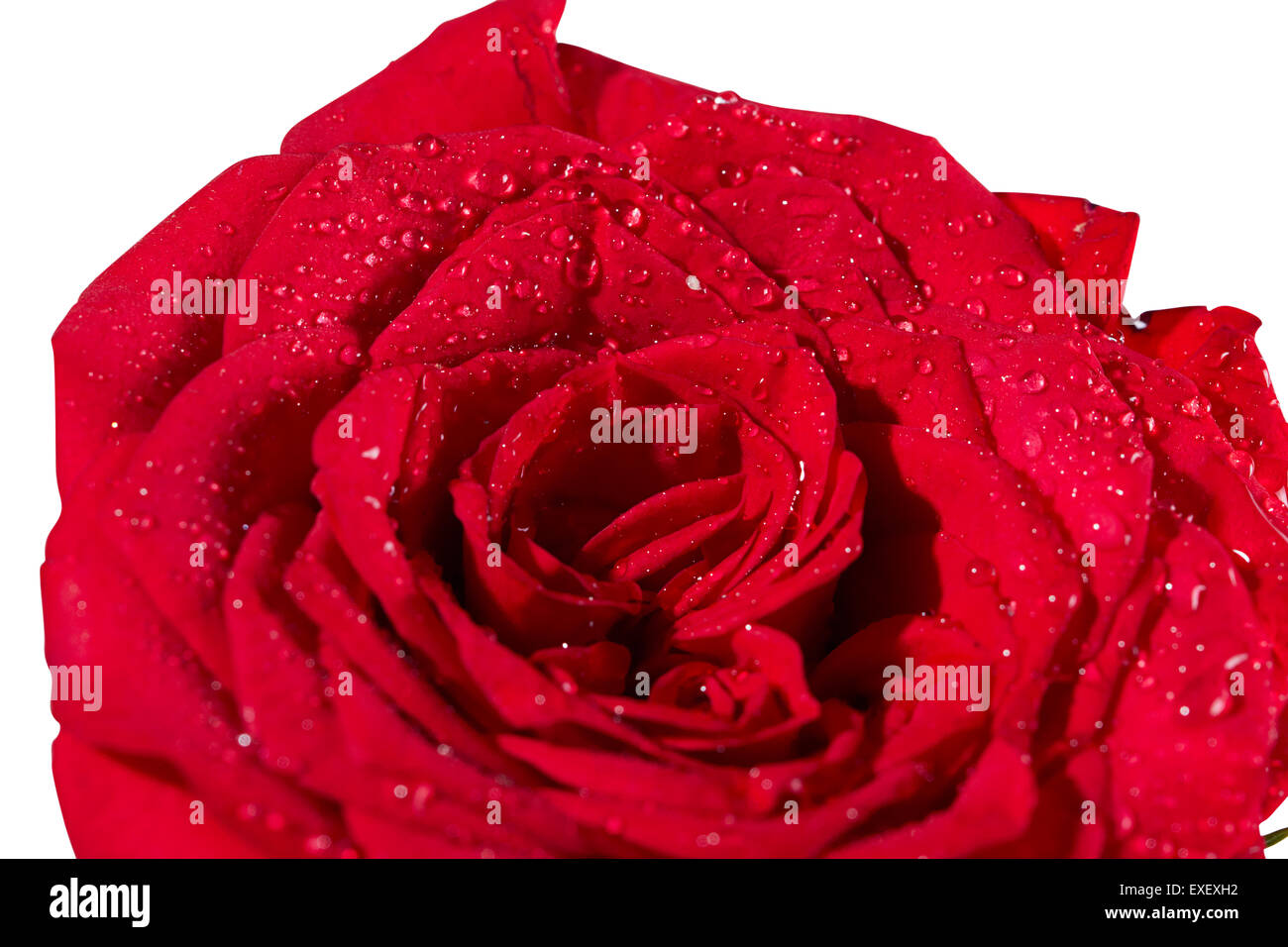 Beautiful Rose Flower nobody Stock Photo