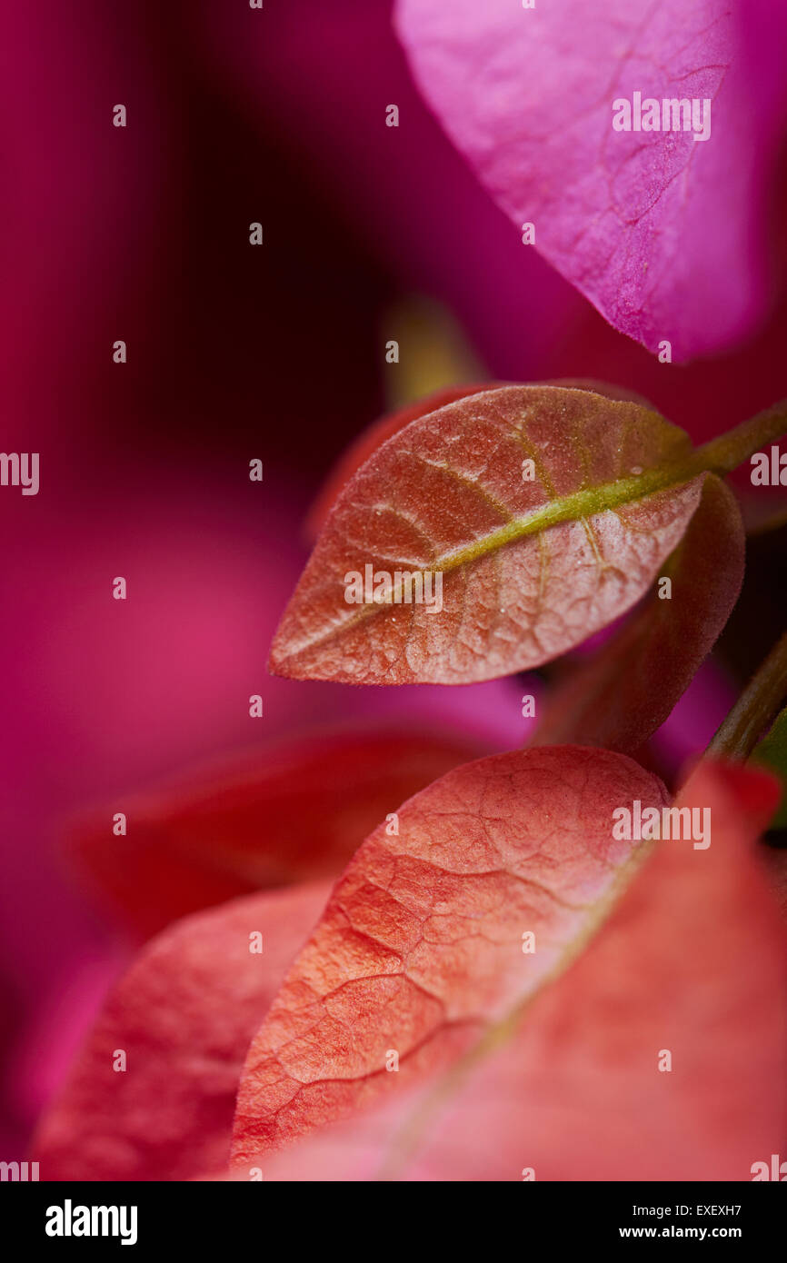 Beautiful Flower Petal Nobody Stock Photo