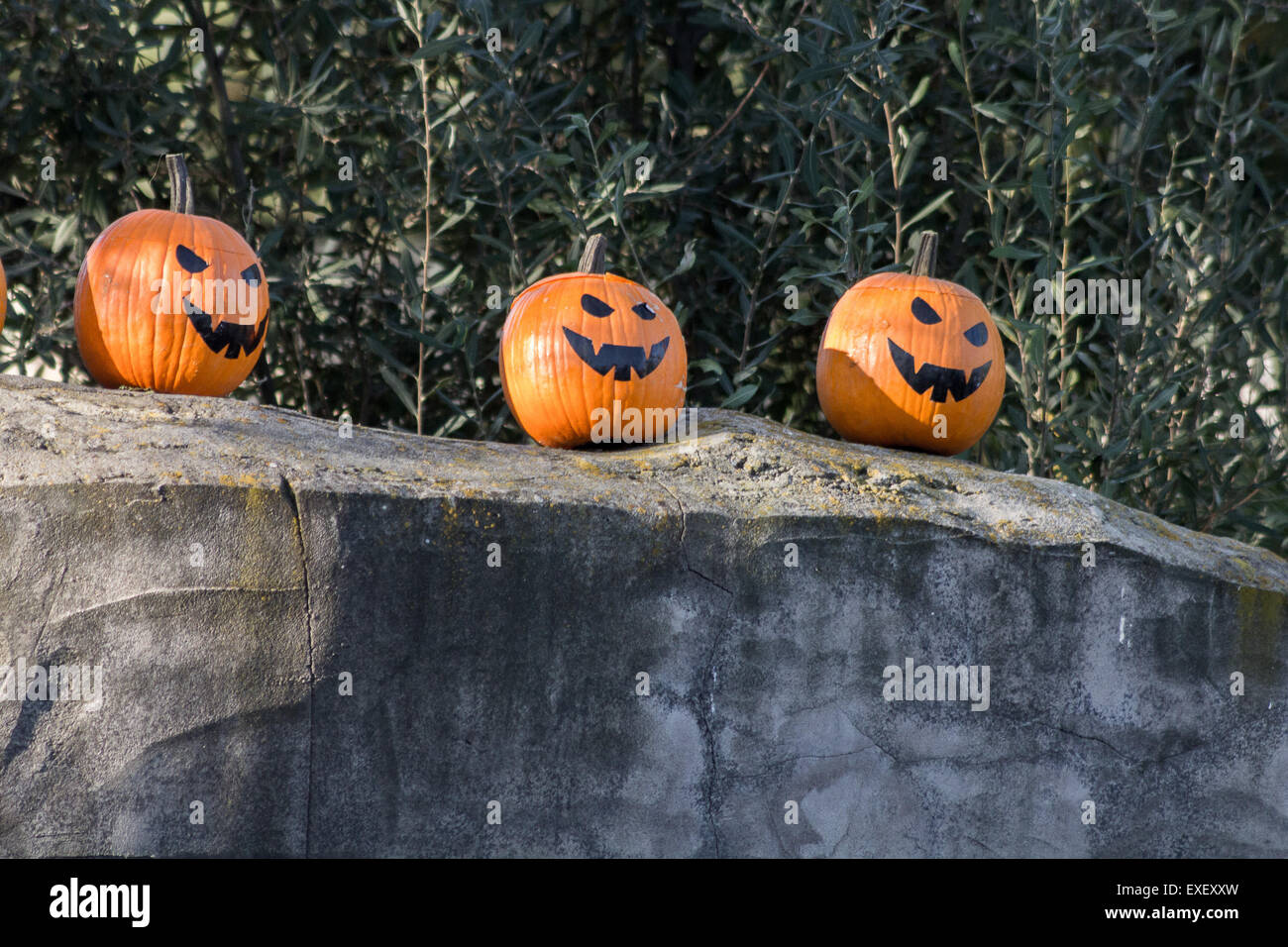 halloween pumpkins with scary expression Stock Photo