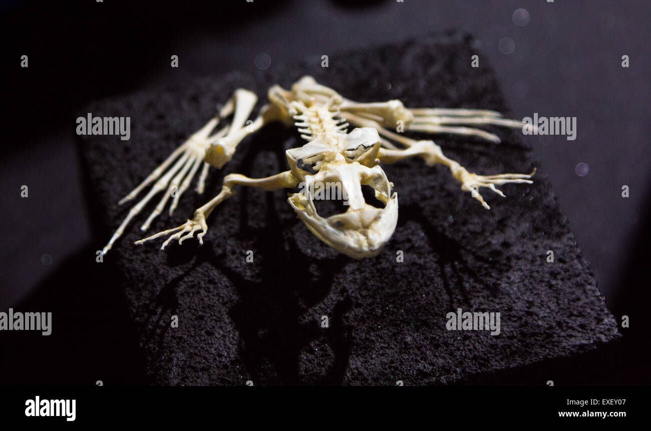 complete skeleton of a frog Stock Photo