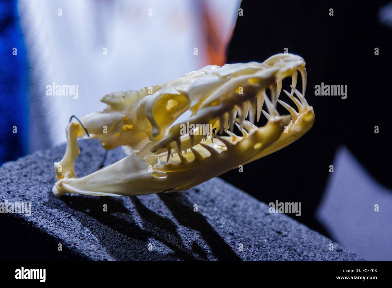 skeleton of the head of a snake Stock Photo