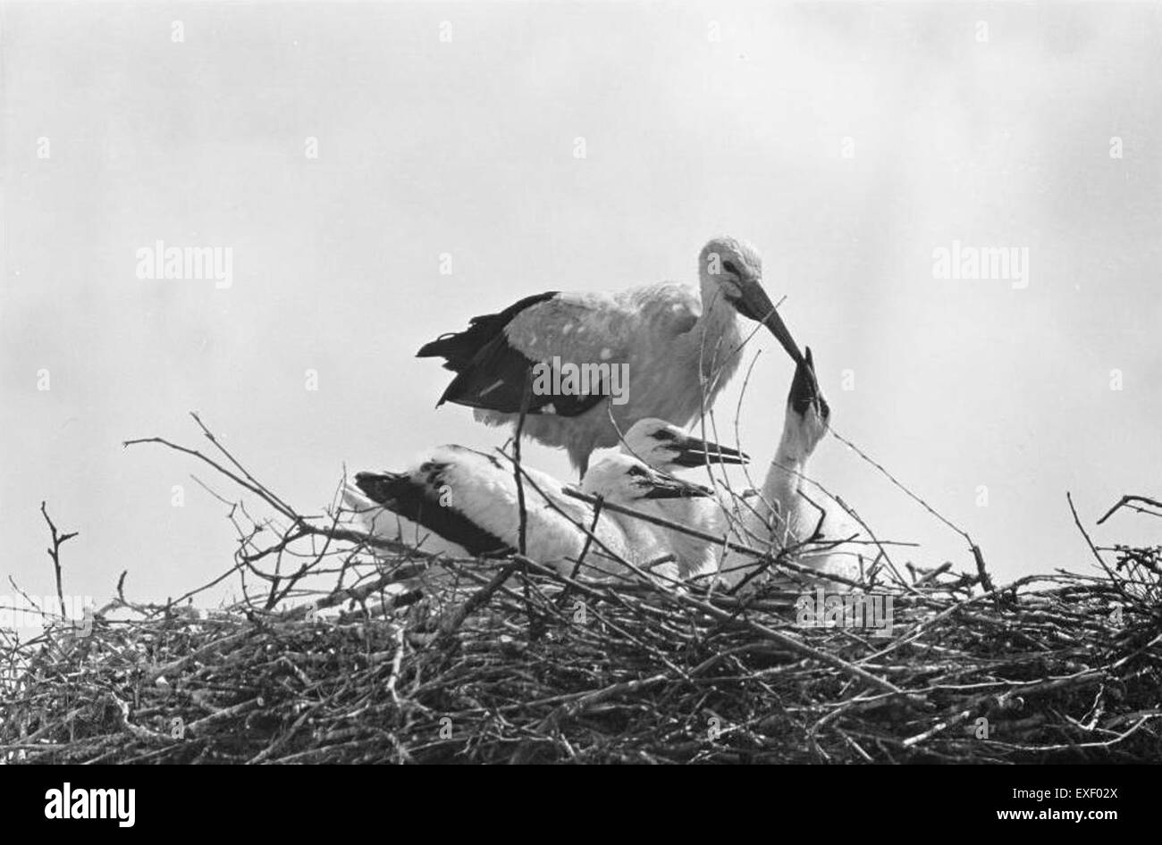 A group of storks, known for their migratory nature, is captured in