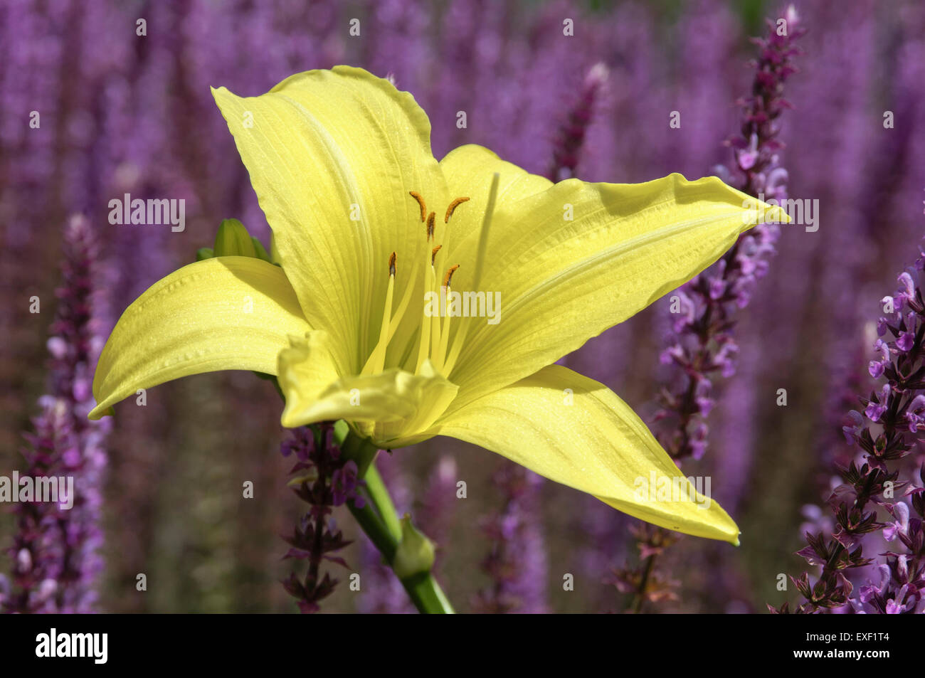 Yellow daylily (Hemerocallis 'Marion Vaughn') set against a purple background Stock Photo
