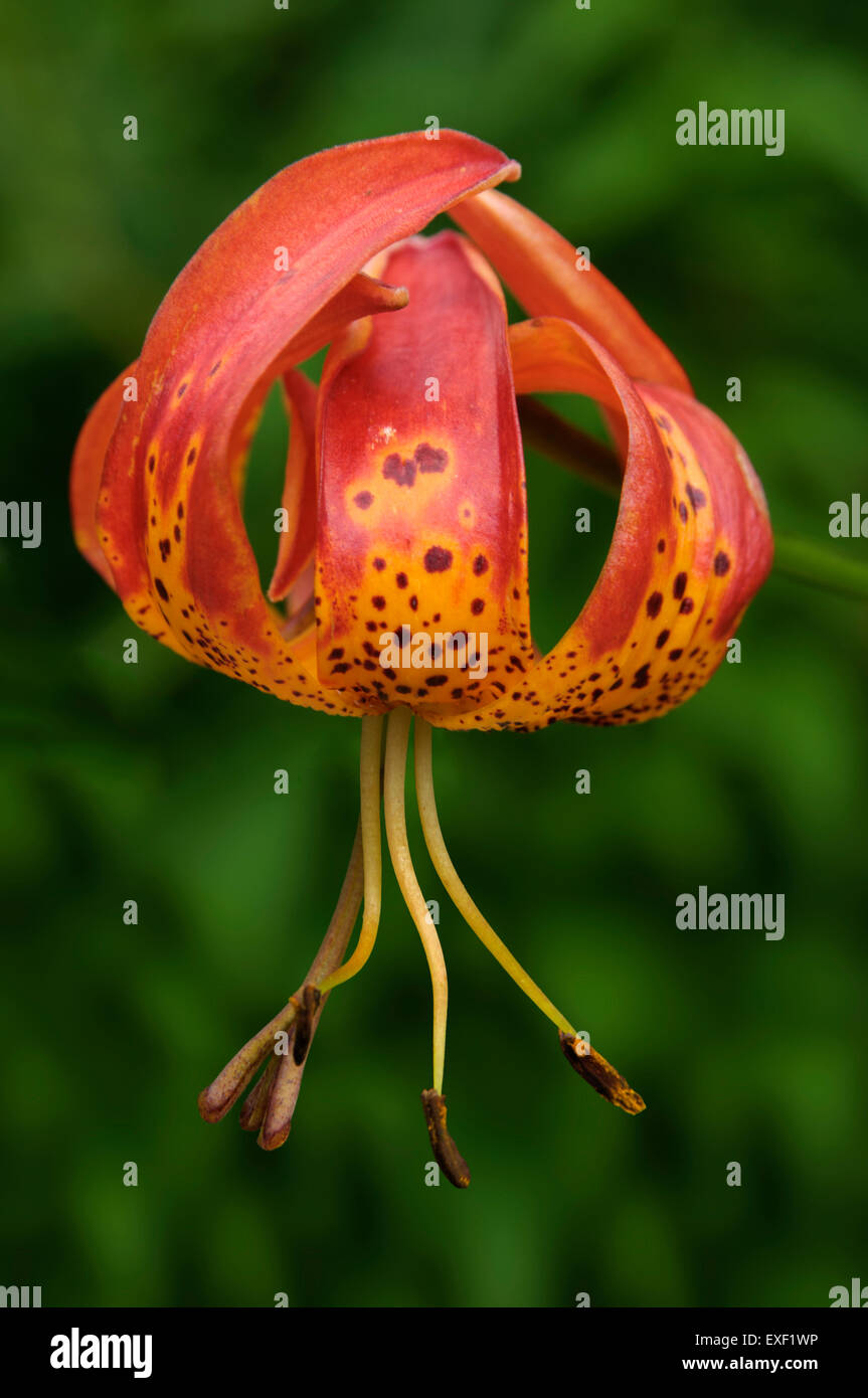 Leopard lily or panther lily (Lilium pardalinum) Stock Photo