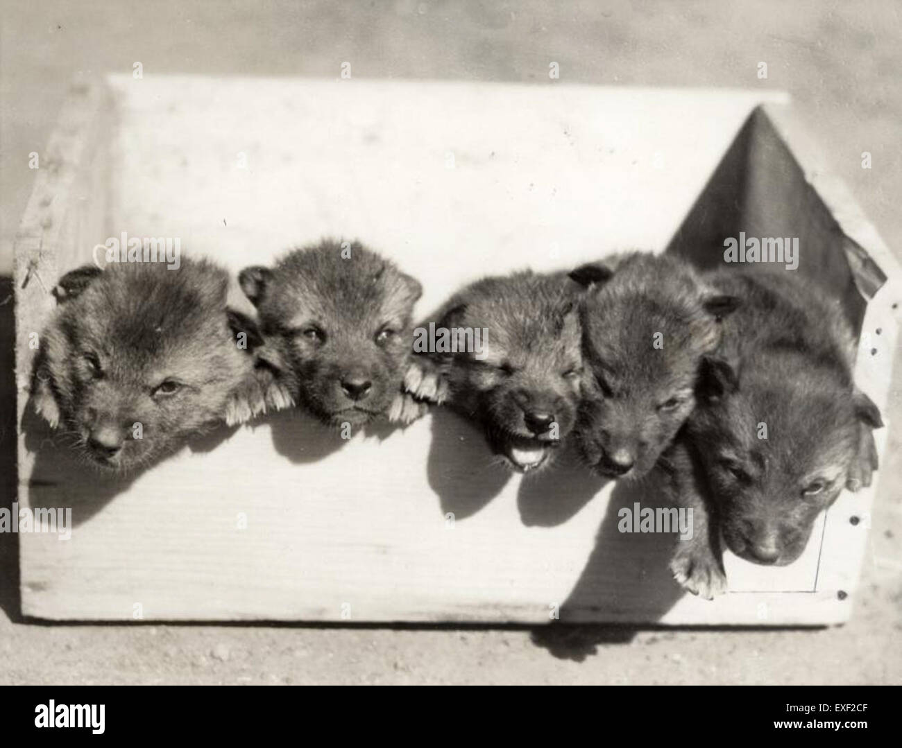 Predators in nature hi-res stock photography and images - Alamy