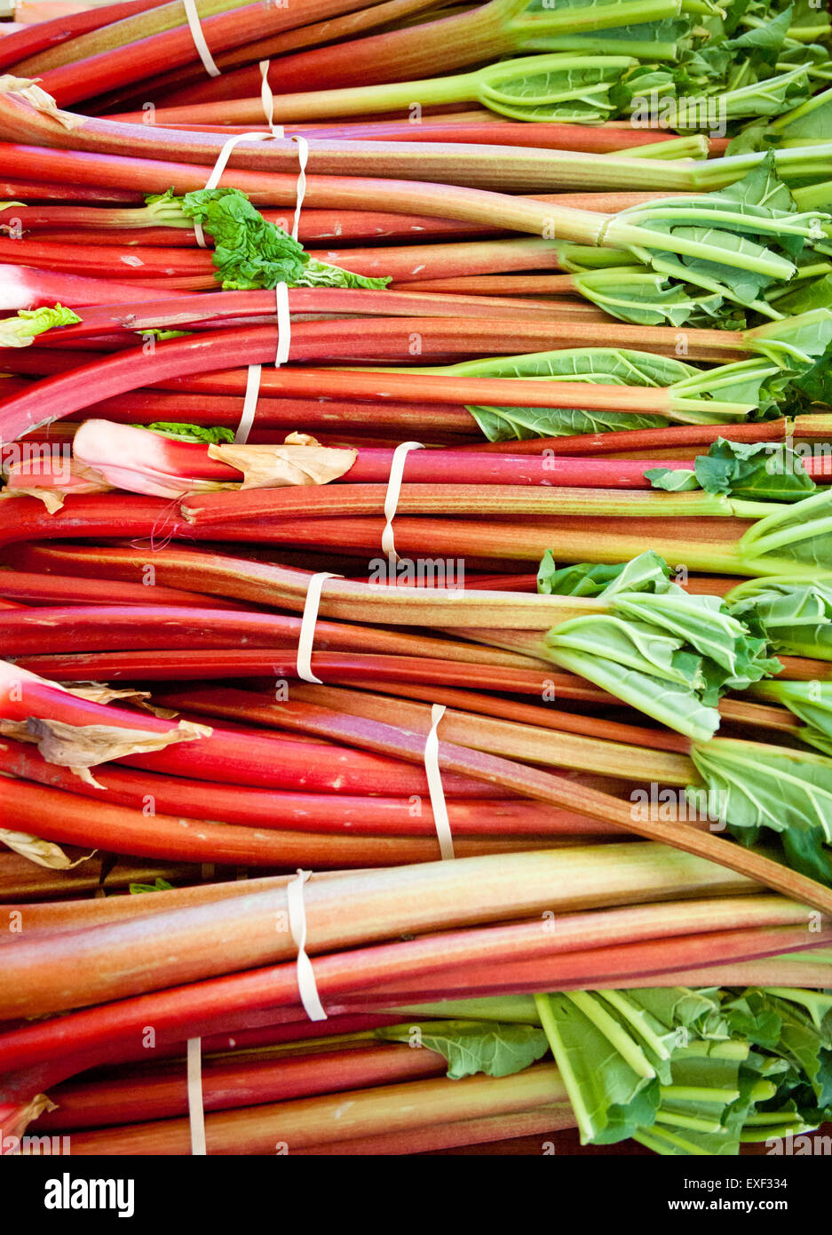 Rhubarb bunches for sale at the Old Strathcona Farmers' Market in Edmonton, Alberta, Canada. Stock Photo