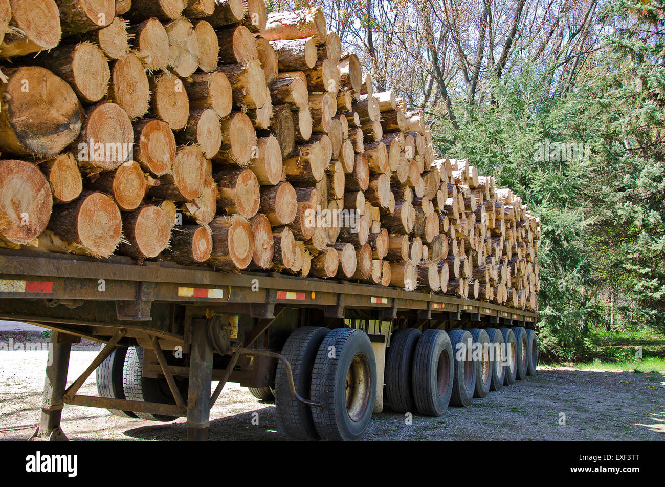 Fresh cut pine logs logs on a flatbed trailer. Stock Photo