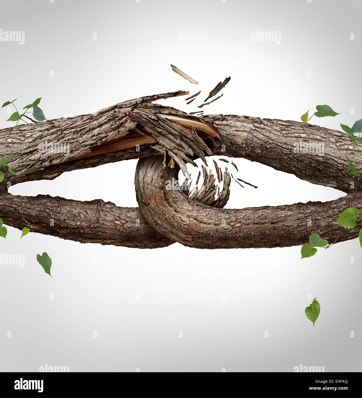 Broken chain concept and disconnected symbol as two different tree trunks tied and linked together as weak fragile,links breaking and losing trust or faith metaphor as separation and divorce or broken relationship. Stock Photo