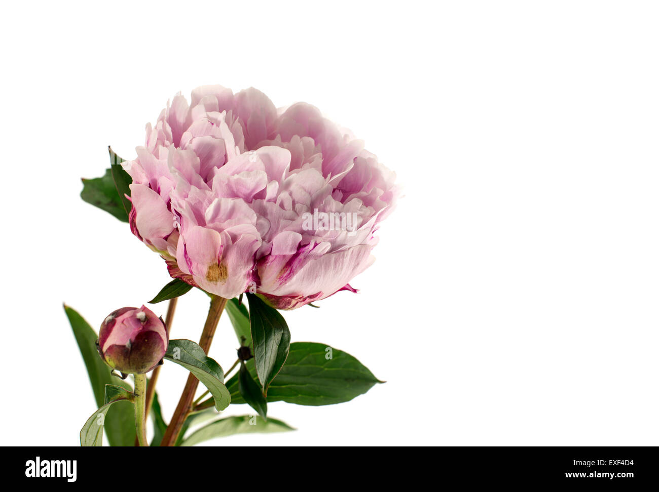 pink peony with flower bud isolated on white background Stock Photo - Alamy