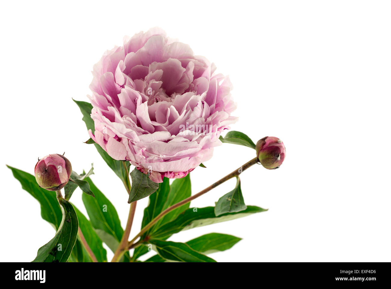 pink peony with flower bud isolated on white background Stock Photo - Alamy
