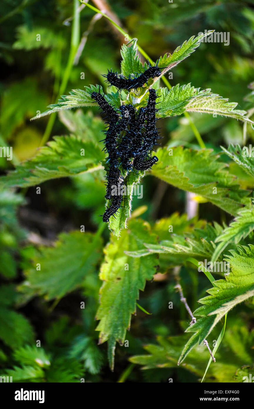 group of worms on green nettle leaf Stock Photo