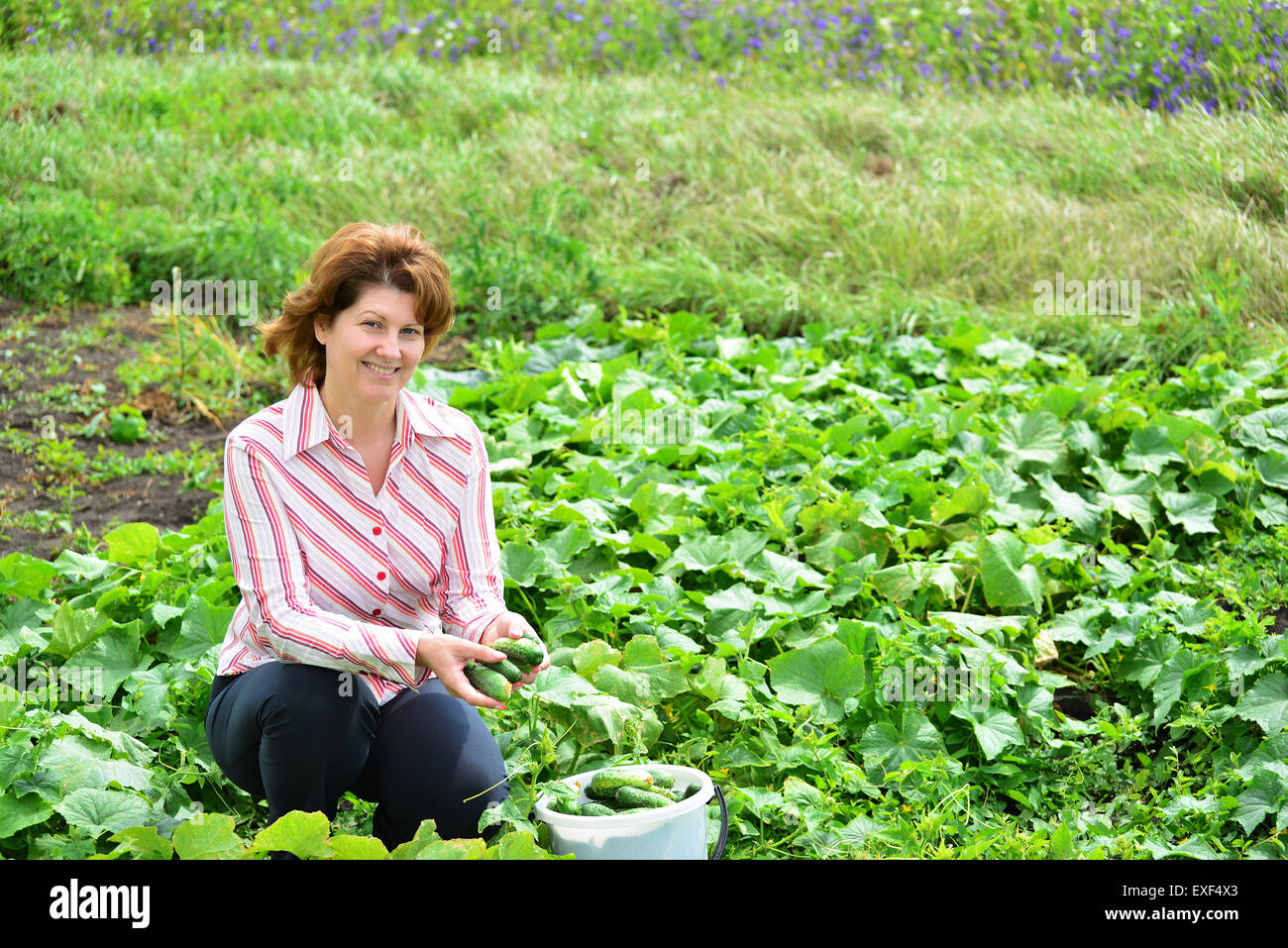 женщина собирает огурцы. женщина с урожаем китайских огурцов. женщина с урожаем. парник урожай. девочка в теплице с огурцами.