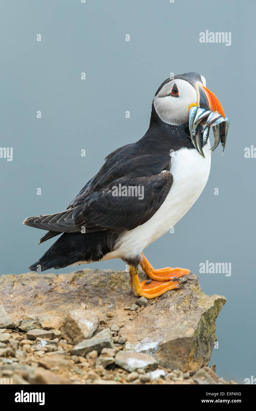 Atlantic Puffin ( Fratercula arctica) perched on rock with sand eels. Skomer Island, Pembrokeshire Stock Photo