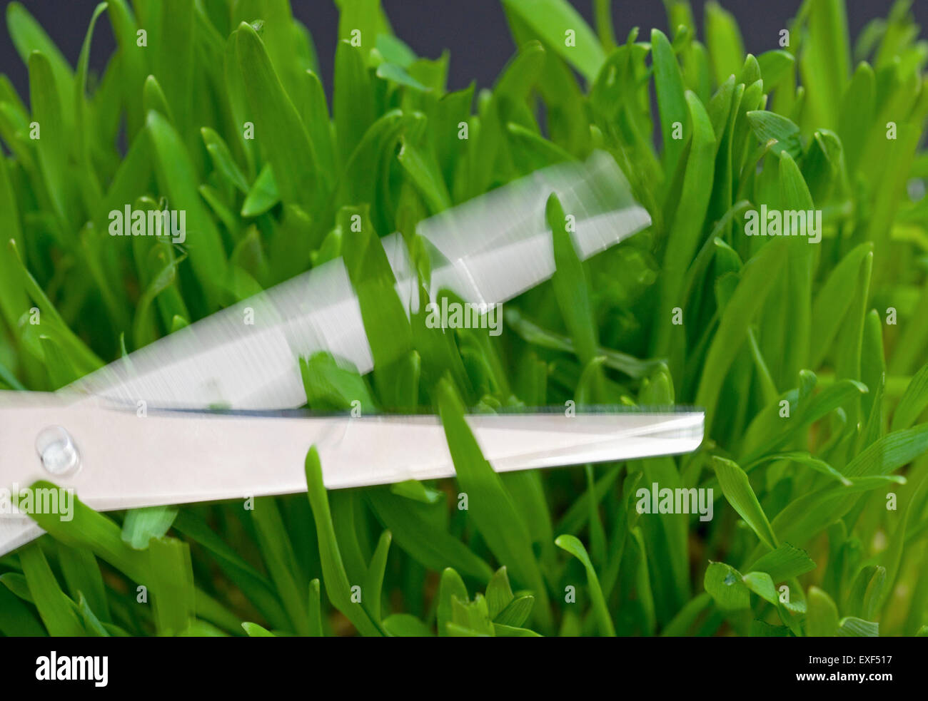 scissors cutting grass Stock Photo